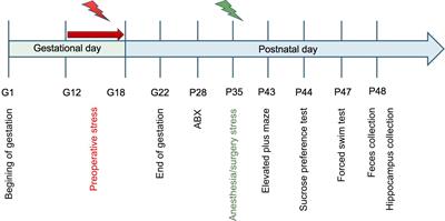 Gut microbiota-mediated metabolic restructuring aggravates <mark class="highlighted">emotional deficits</mark> after anesthesia/surgery in rats with preoperative stress